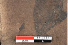 Foto (Detailansicht) von Sphaeria palaeosapindi Ettingshausen (NHMW-GEO-2024-0188-0041)
